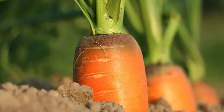Zumo de zanahoria